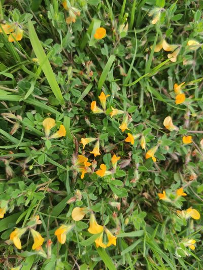 Lotus palustris, photographed by Darío Estraviz López