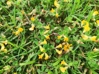 Lotus palustris, photographed by Darío Estraviz López