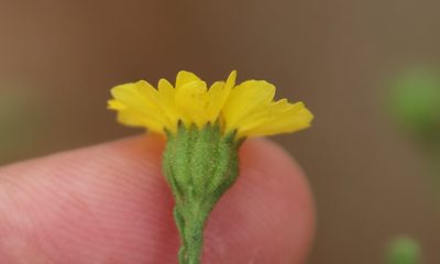 Deinandra paniculata, photographed by Millie Basden