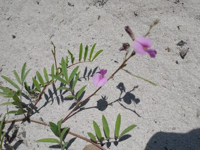 Tephrosia cinerea, photographed by Juan Cruzado Cortés
