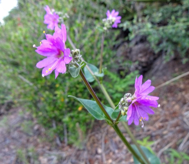 Mirabilis melanotricha, photographed by Andrew Tree