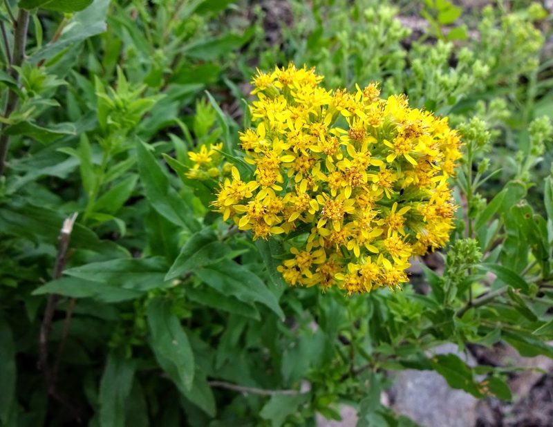 Solidago wrightii, photographed by Andrew Tree
