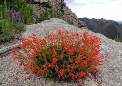 Penstemon pinifolius, photographed by Andrew Tree