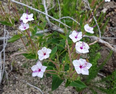 Mirabilis longiflora, photographed by Andrew Tree