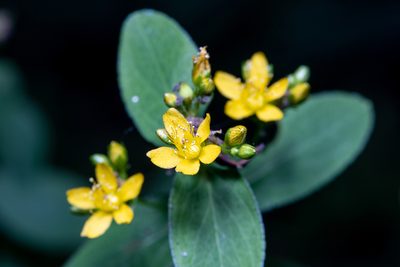 Hypericum punctatum, photographed by Ben Smith