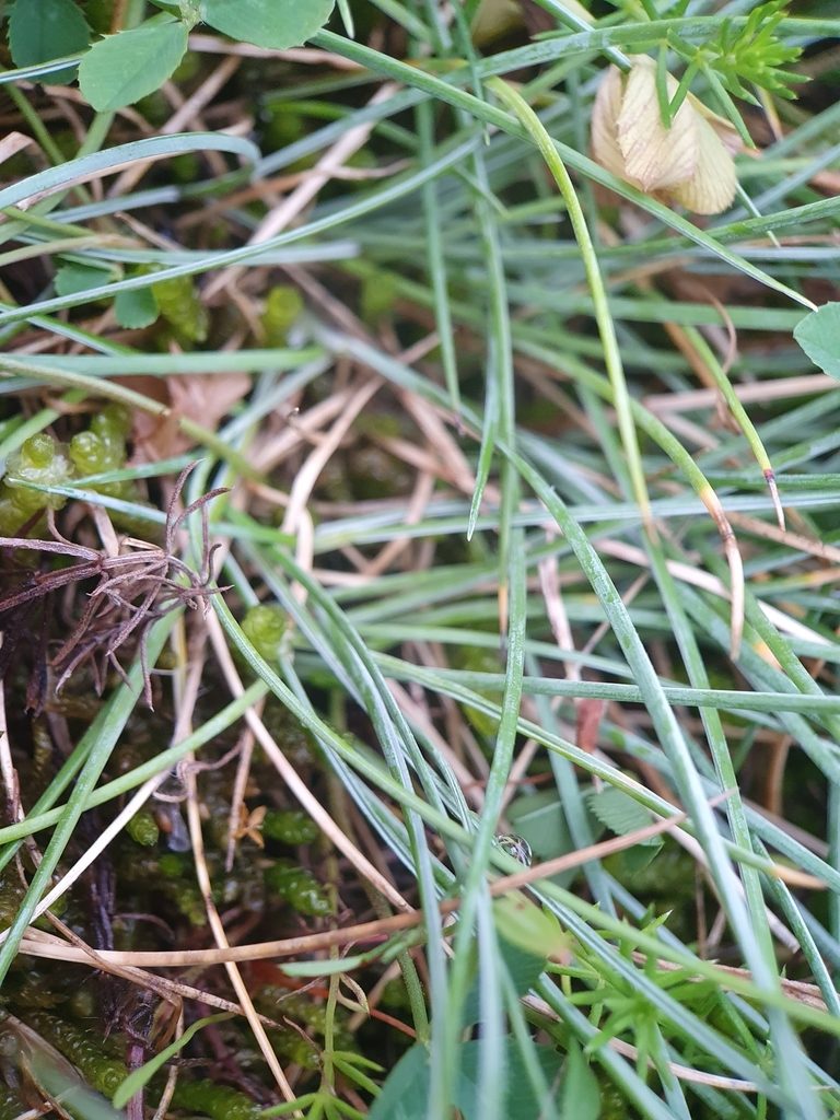 Festuca longifolia, photographed by Jonathan Hughes