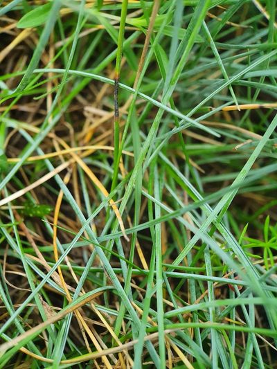 Festuca longifolia, photographed by Jonathan Hughes
