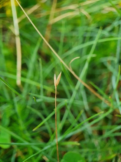 Festuca longifolia, photographed by Jonathan Hughes