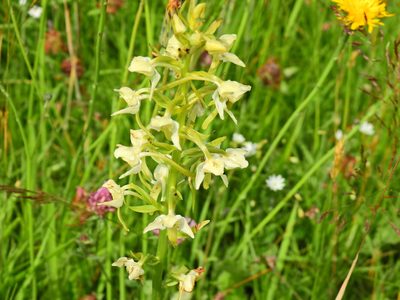 Platanthera chlorantha, photographed by Susan Marley