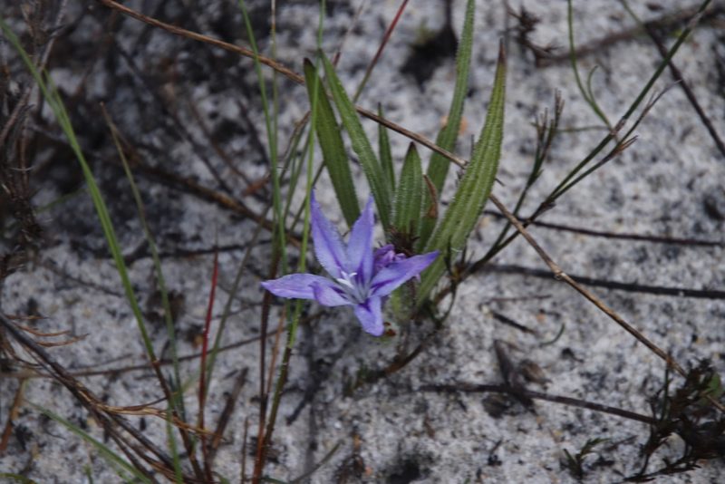 Babiana villosula, photographed by Tony Rebelo