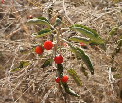 Solanum tettense, photographed by M Kriek