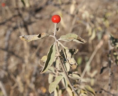Solanum tettense, photographed by M Kriek
