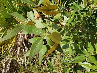 Carya floridana, photographed by Arturo Santos