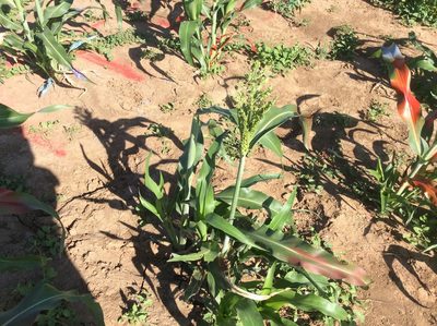Sorghum bicolor, photographed by Roz Hunter