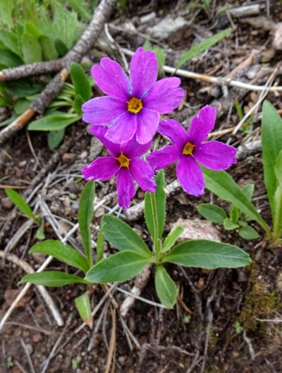 Primula rusbyi, photographed by Andrew Tree