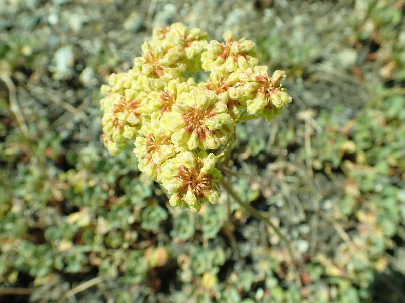 Eriogonum ursinum, photographed by Steve Woodward