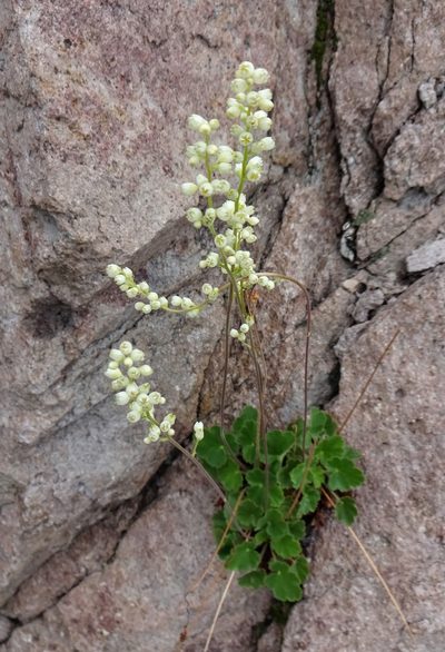 Heuchera novomexicana, photographed by Andrew Tree