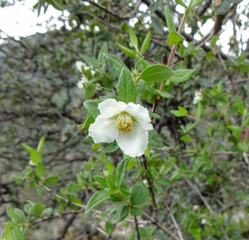 Philadelphus microphyllus, photographed by Andrew Tree