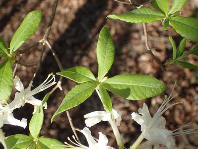 Rhododendron alabamense, photographed by John P Friel