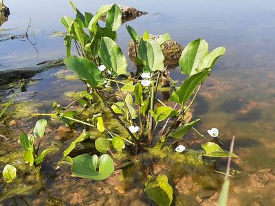 Aquarius cordifolius, photographed by florawhite