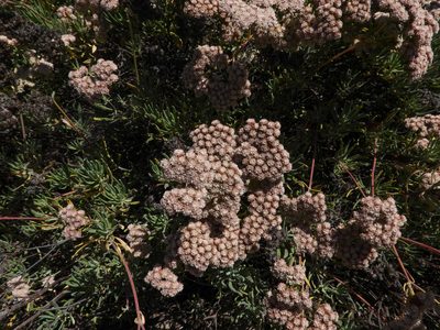 Eriogonum arborescens, photographed by James M. Maley