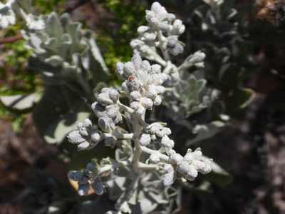 Hazardia detonsa, photographed by James M. Maley
