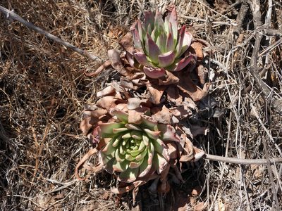 Dudleya greenei, photographed by James M. Maley