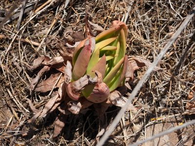 Dudleya candelabrum, photographed by James M. Maley