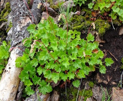 Heuchera rubescens, photographed by Andrew Tree