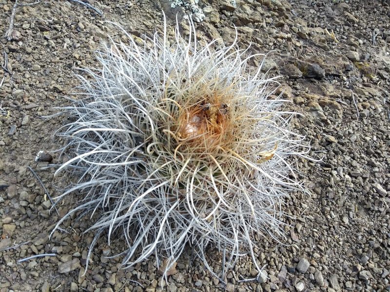 Parodia maassii, photographed by Naturalist Tours