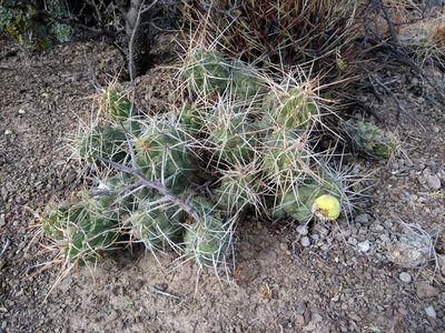 Cumulopuntia chichensis, photographed by Naturalist Tours