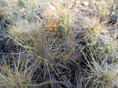 Cumulopuntia chichensis, photographed by Naturalist Tours