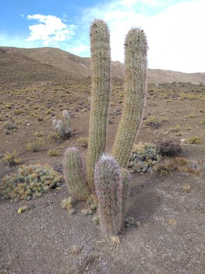 Oreocereus celsianus, photographed by Naturalist Tours