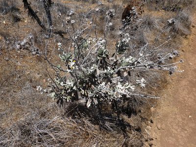 Hazardia detonsa, photographed by James M. Maley