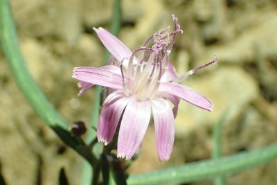 Stephanomeria lactucina, photographed by Steve Woodward