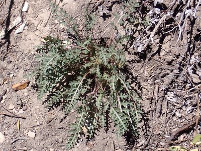 Pedicularis semibarbata, photographed by Steve Woodward