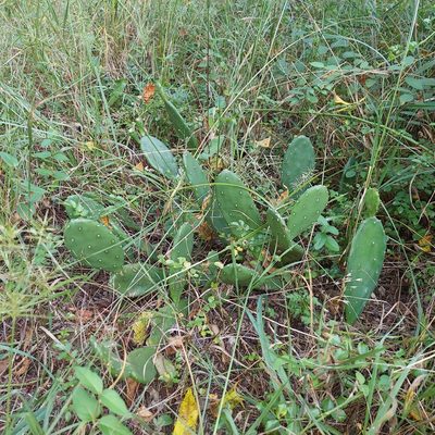 Opuntia humifusa, photographed by the swamp ass