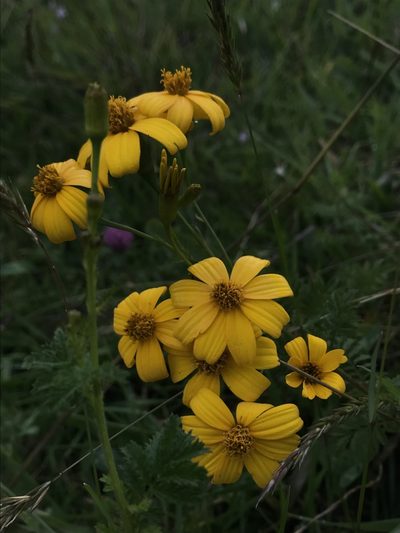 Tagetes zypaquirensis, photographed by Nicolás Baresch Uribe