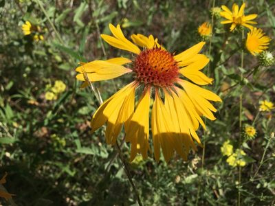 Gaillardia aristata, photographed by Shalana Gray