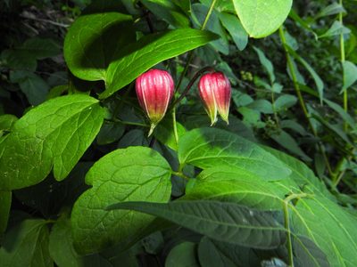 Clematis viorna, photographed by Tom Field