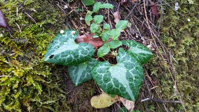 Asarum marmoratum, photographed by Noland Martin