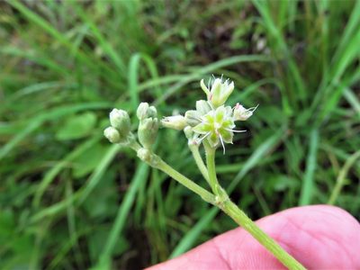 Eriogonum longifolium, photographed by Annika Lindqvist