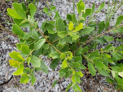Quercus minima, photographed by Arturo Santos