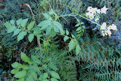 Solanum chacoense, photographed by Colin Meurk
