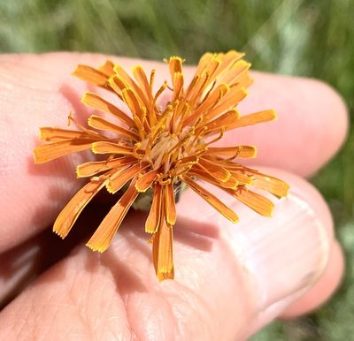 Agoseris aurantiaca, photographed by Northcut