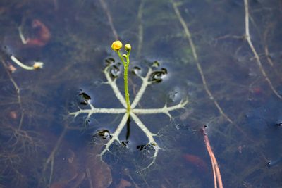 Utricularia inflata, photographed by Tom Field