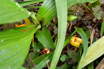 Lycaste cruenta, photographed by Neptalí Ramírez Marcial