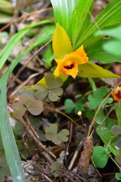 Lycaste cruenta, photographed by Neptalí Ramírez Marcial