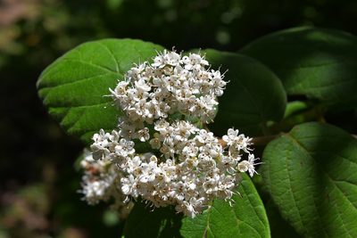 Viburnum jucundum, photographed by Neptalí Ramírez Marcial