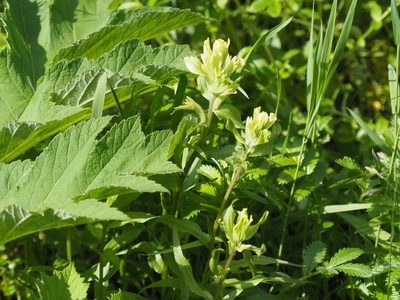 Castilleja unalaschcensis, photographed by Matt Muir